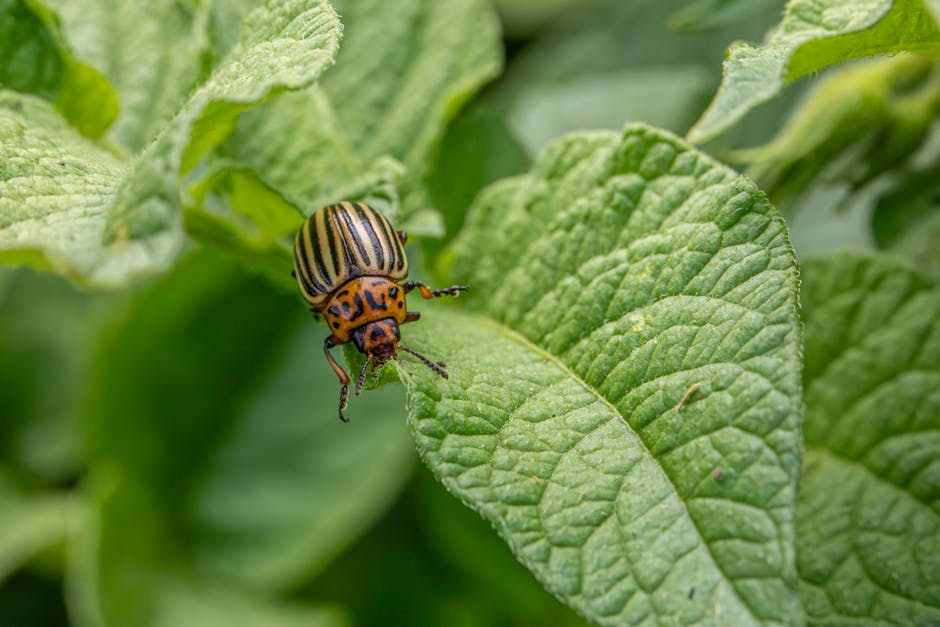 Technician applying garden pest control treatment