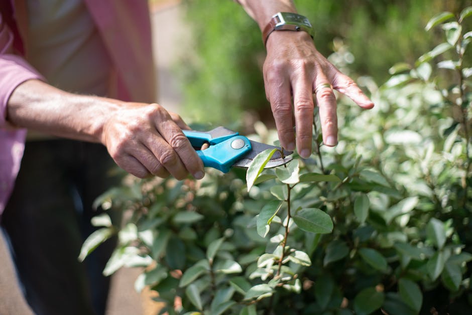 Expert pruning garden shrubs and small trees